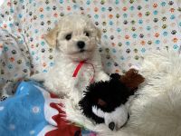 Łendy Vel Moli - 8 tygodni